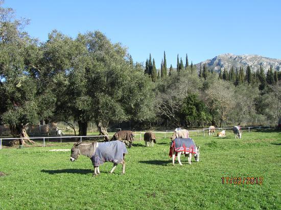 Μοναστήρι της Παναγίας Παλαιοκαστρίτσας